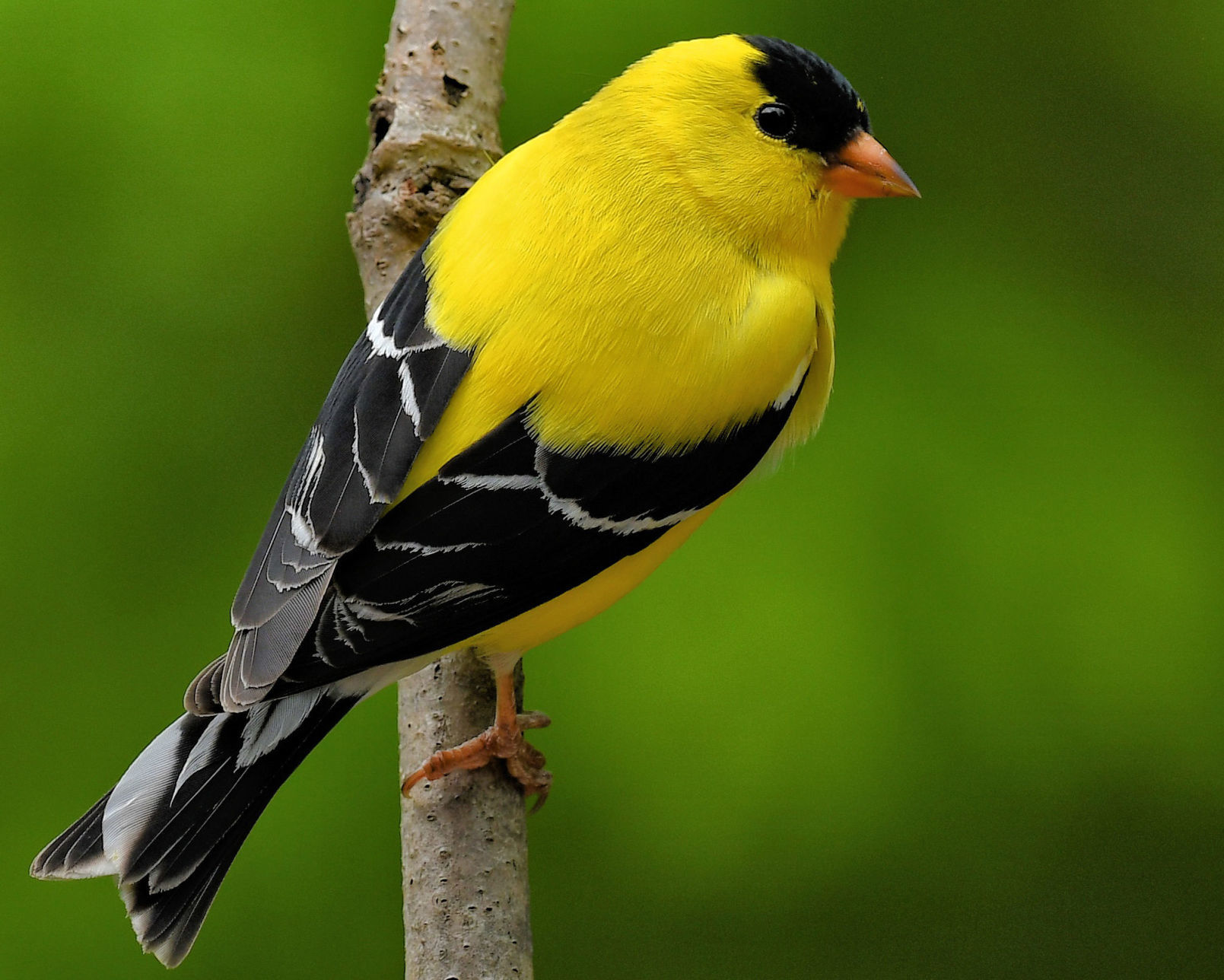 Goldfinch